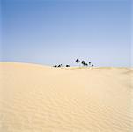 Desert Douz, Tunisia, Africa