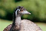 Emu, Victoria, Australien