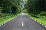 Road Within Forest