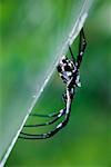 Araignée Argiope argent