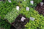 Assorted Fresh Herbs Byward Market Ottawa, Ontario, Canada
