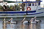 Pelicans and Fishing Boat Batemans Bay, New South Wales, Australia