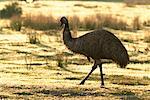 Emu in Field Wilsons Promontory National Park Victoria, Australia