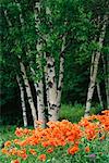 Birch Trees and Oriental Poppies