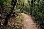 Chemin à travers forêt North Island, Nouvelle-Zélande