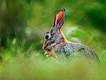 Cottontail Rabbit,