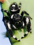 Jumping Spider