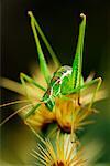 Lange Gehörnter Grasshopper