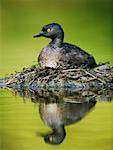 Least Grebe on Nest