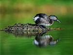 Least Grebe at Nest