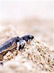 Small turtle on sand