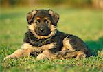 Alsatian puppy