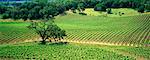 Vineyard Napa Valley, California, USA