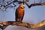 Munis d'un collier Black Hawk sur branche, Pantanal, Brésil