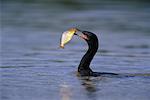 Cormorant avec poisson, Pantanal, Brésil