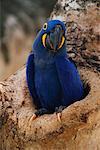 Hyacinth Macaw in Tree, Pantanal, Brazil