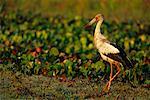 Maguari Stork, Pantanal, Brazil