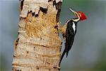 Lineated Woodpecker at Nest, Pantanal, Transpantaneira, Brazil
