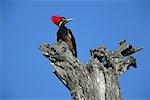 Lineated Woodpecker on Tree, Pantanal, Transpantaneira, Brazil