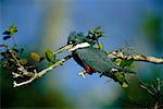 Kingfisher annelé, Pantanal, Brésil
