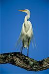 Grande aigrette sur branche, Pantanal, Brésil