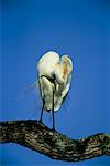 Grande aigrette, lissage, Pantanal, Brésil