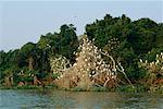 Cattle Egrets at Roost