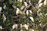 Group of Cattle Egrets