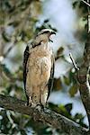 Hawk, Pantanal, Brésil