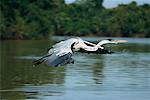 Héron cocoi, Pantanal, Brésil