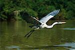 Cocoi Heron, Pantanal, Brazil