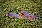 Cayman, Pantanal, Brazil