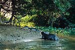 Loutre géante et Cayman, Pantanal, Brésil