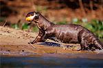 Loutre de rivière géant, Pantanal, Brésil