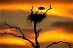 Jabiru Störche im Nest bei Sonnenaufgang, Pantanal, Transpantaneira, Brasilien