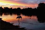 Jabiru d'Amérique par l'eau, le Pantanal, Brésil