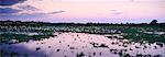 River at Dusk, Transpantaneira, Pantanal, Mato Grosso, Brazil