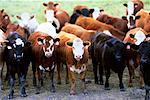 Cattle on Farm