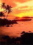 Palmiers et la plage au coucher du soleil, rive-nord, Oahu, Hawaii, USA