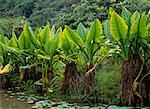 Taro Plant Oahu, Hawaii USA