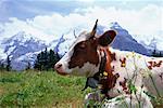 Cow by Mountains Bernese Alps, Switzerland