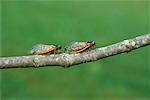 Cicadas on Branch