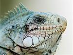 Green Iguana, Mato Grosso, Pantanal, Brazil