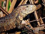 Lézard de Caiman paraguayen, Mato Grosso, Pantanal, Brésil