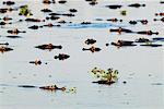 Caïmans, chasse sous-marine, Mato Grosso, Pantanal, Brésil