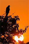 Snail Kite au coucher du soleil