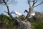 Jabiru cigognes nid