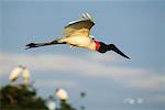 Jabiru Stork in Flight