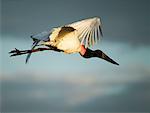 Jabiru Stork in Flight
