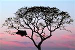 Silhouette of Jabiru Stork Nest in Tree